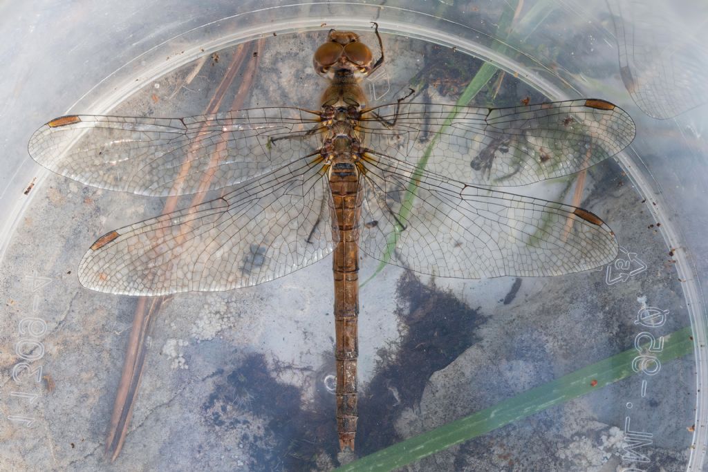 Libellulidae - Sympetrum striolatum